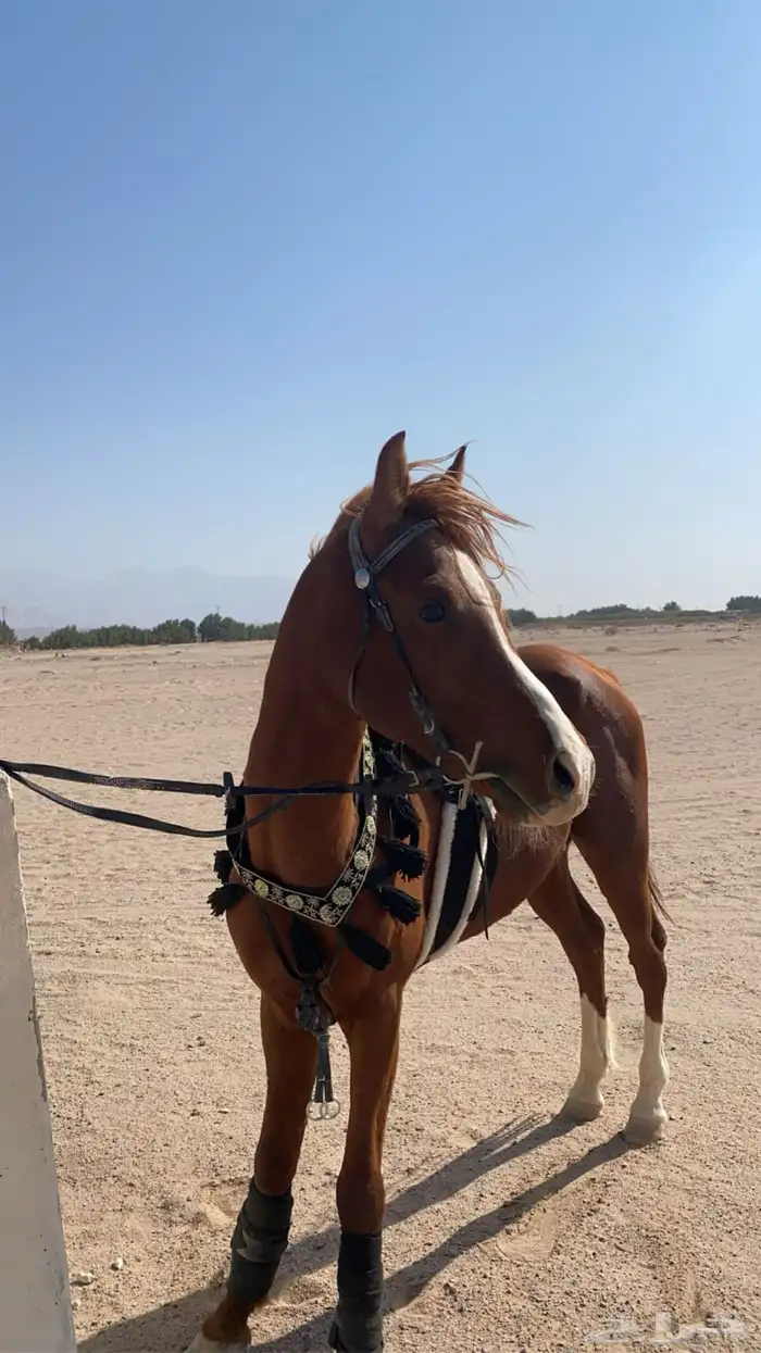 خيل وفرس للبيع 0