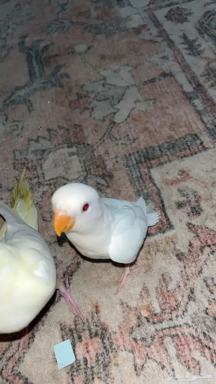 روز ابيض البينو عيون حمر هدد داخلي نشبه 1