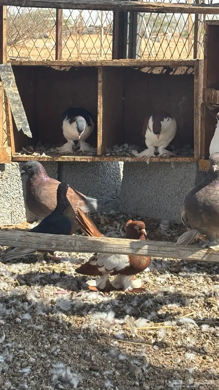 حمام زينه للبيع 6