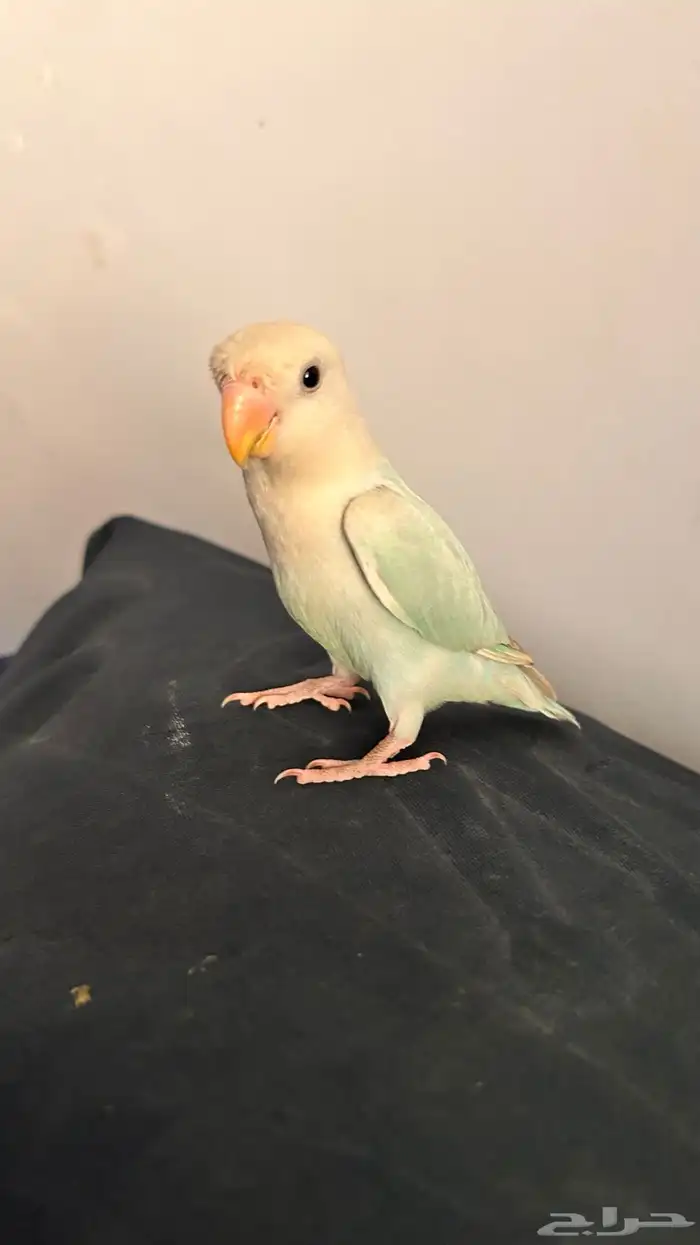 طير روز ذكر أبدا ما يعض هدد داخلي 0