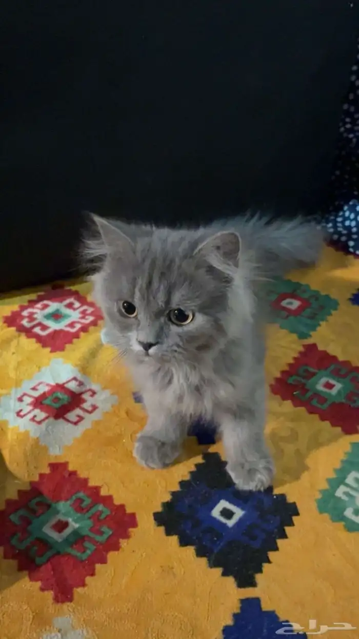 قطط شيرازيه 0