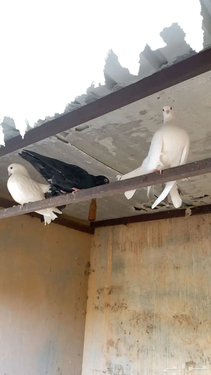 حمام قطيفي قطايف 6