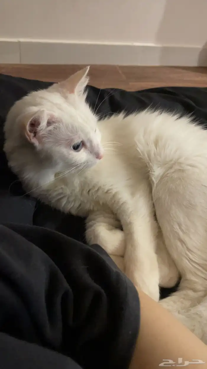 قطتي ضائعه 3