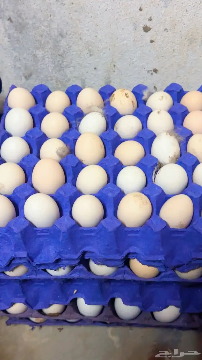 بيض بلدي 0