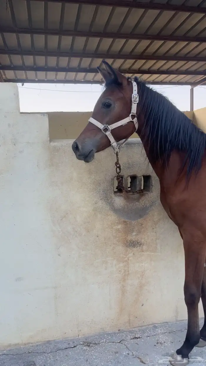 مهره شيخه رفيعه شعبيه 0