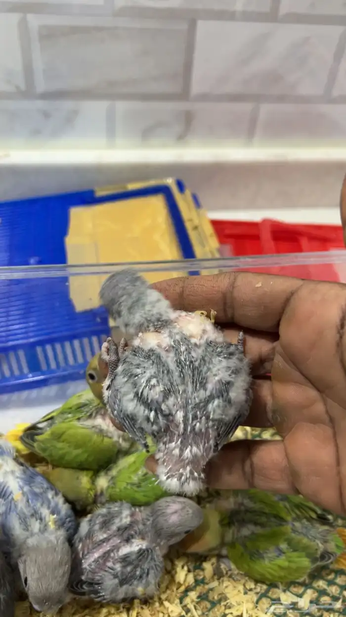 فروخ روز غر 3