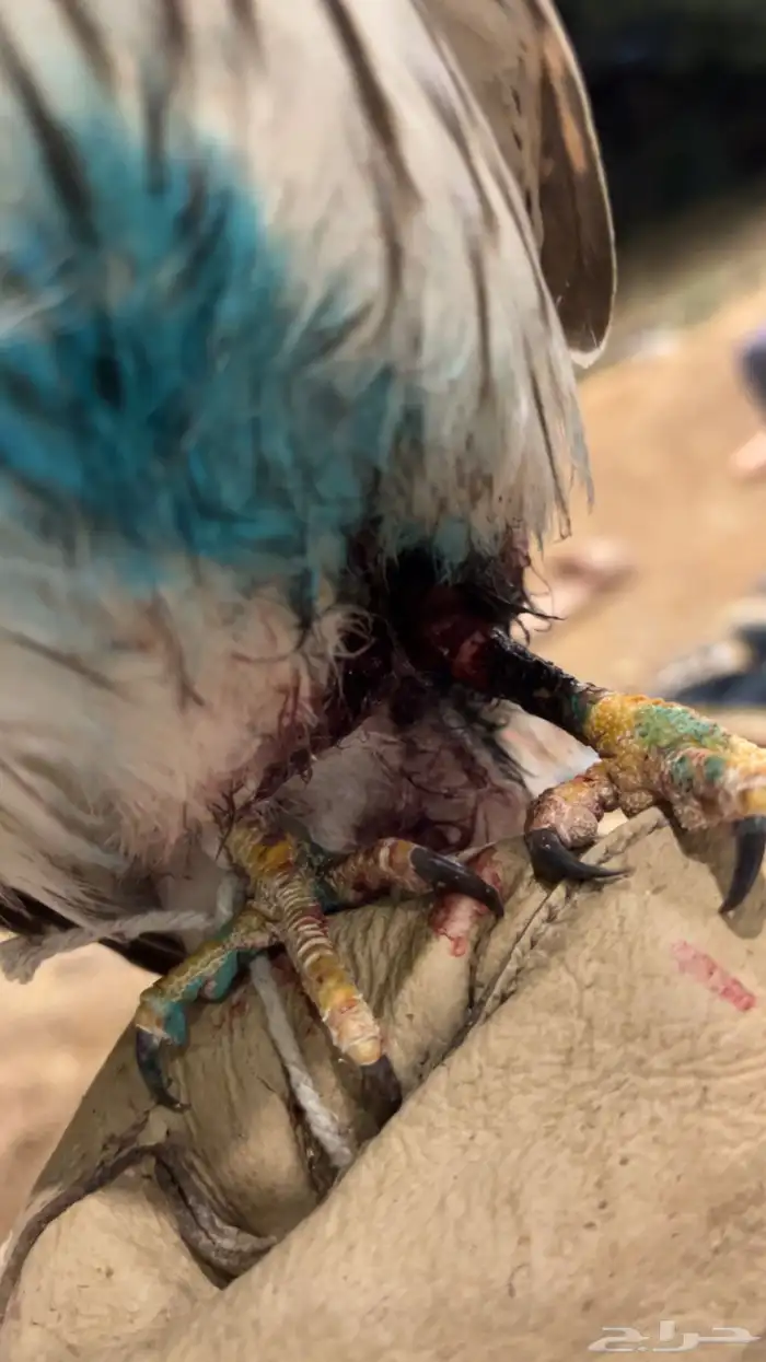 شبوط من اطيب الانواع 3