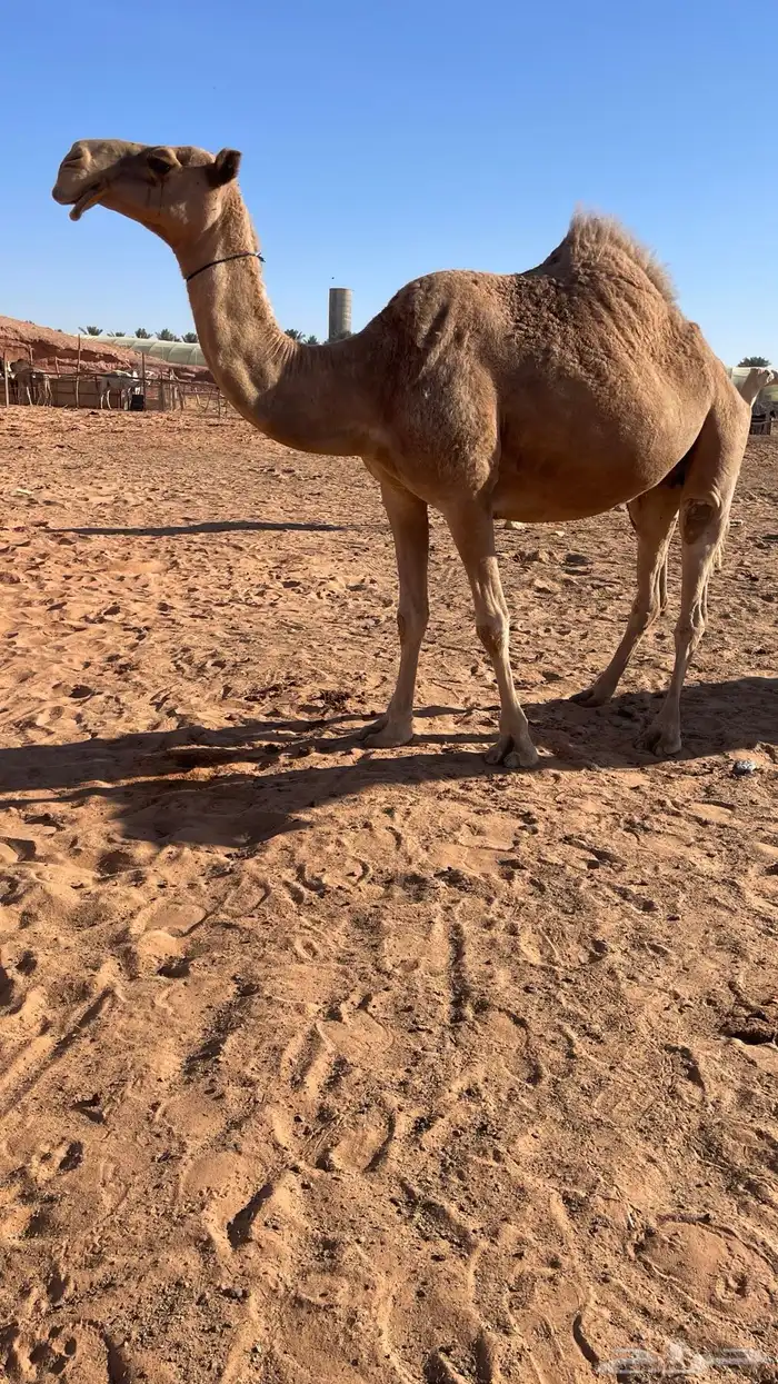 لقحه شعلا كفو ( تم البيع) 2