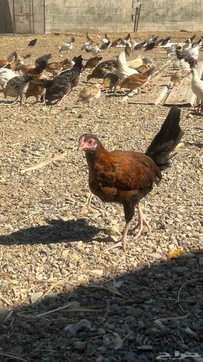 دجاج . صوص . عمر ثلاث شهرر 0