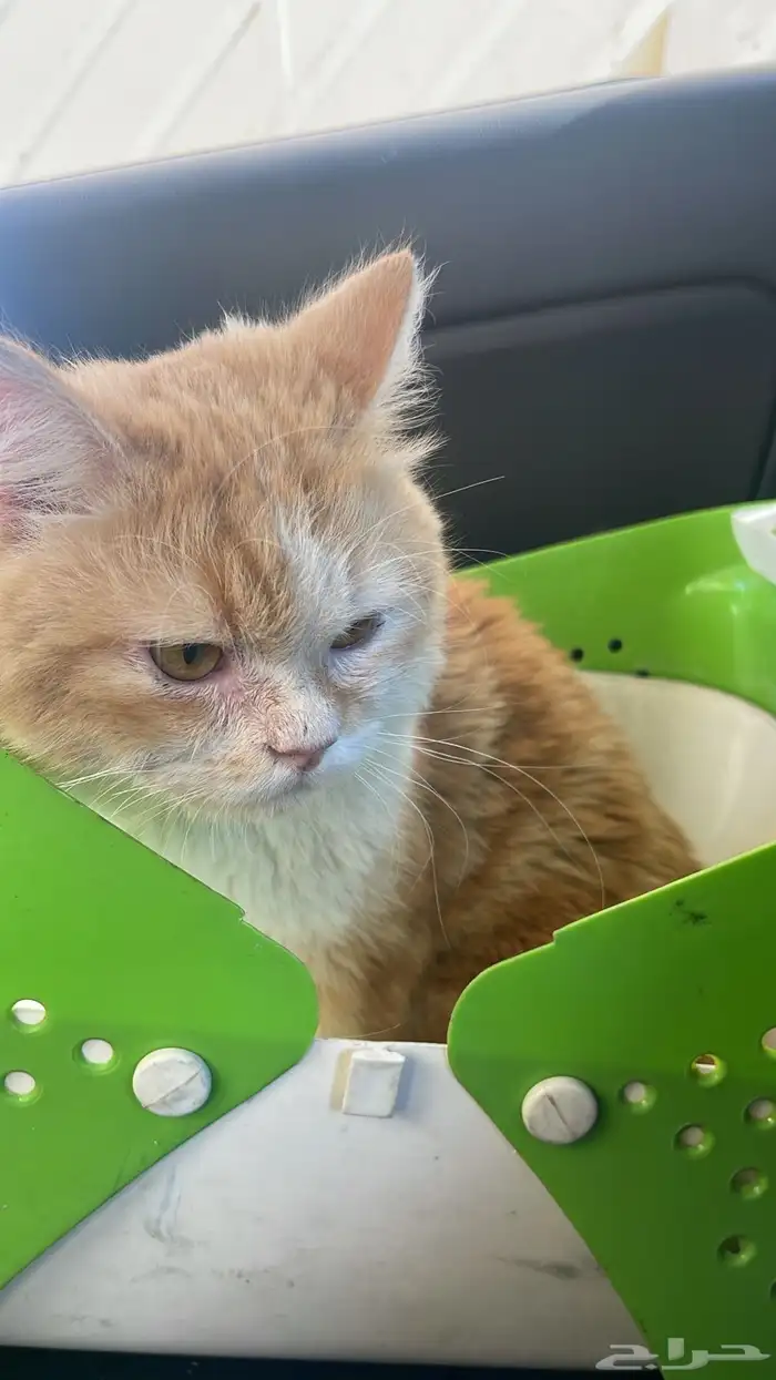 قط مفقود او متخلي عنه للتبني قط سكوتش مهجن 2