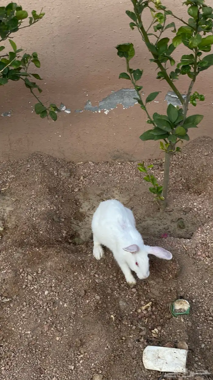 أرانب فرنسي للبيع 0