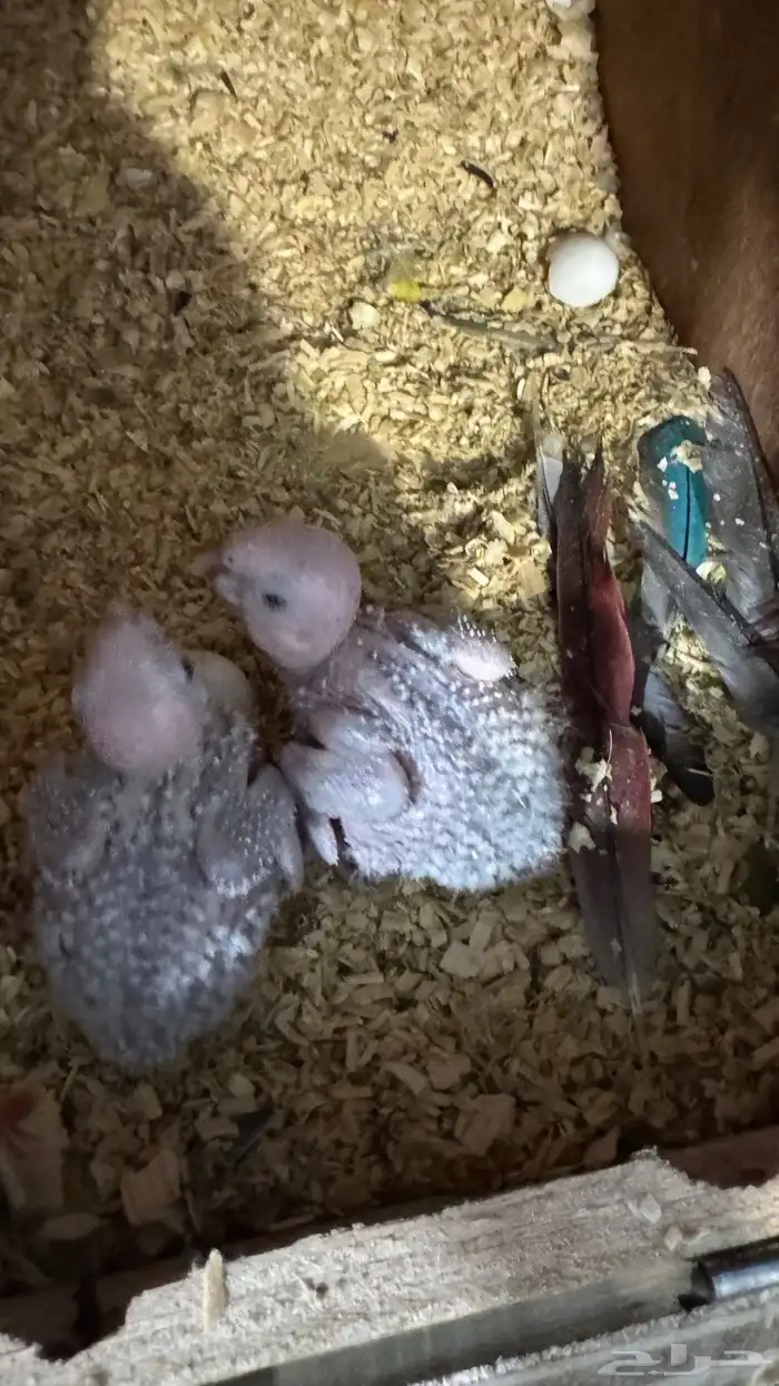 فروخ كنيور يلو سايد 0