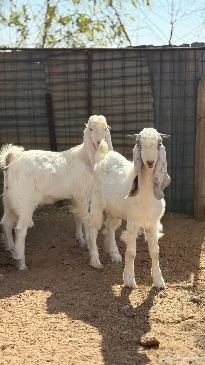 تيوس مطوره 7