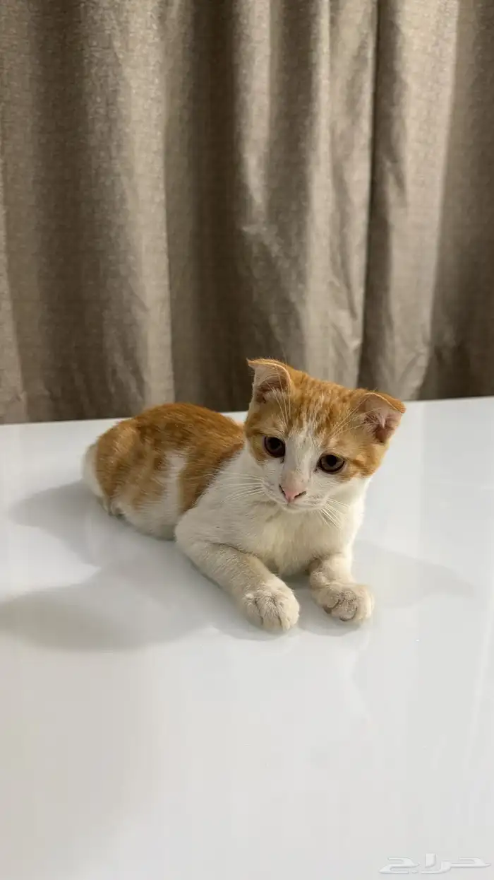 عندي 6 قطاوة للتبني .. 3