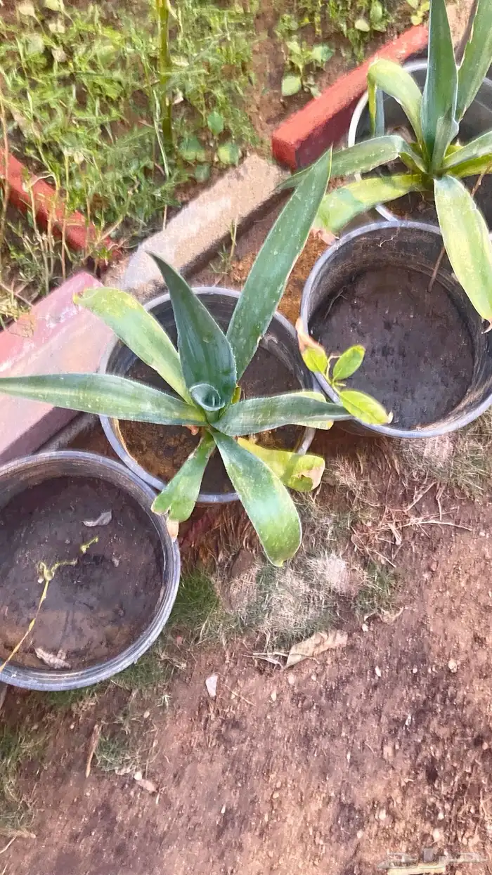 زرع للحديقه بأسعار تبدأ من 5 ريال 8