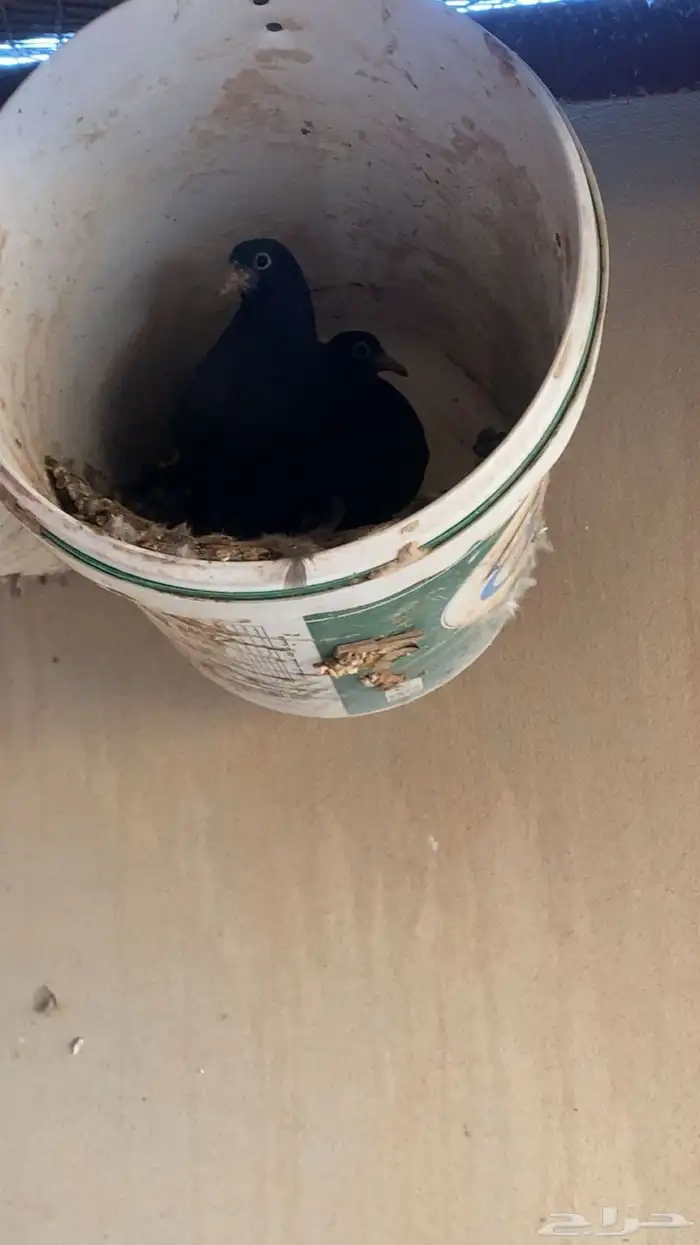 حمام قطيفي قطايف 5