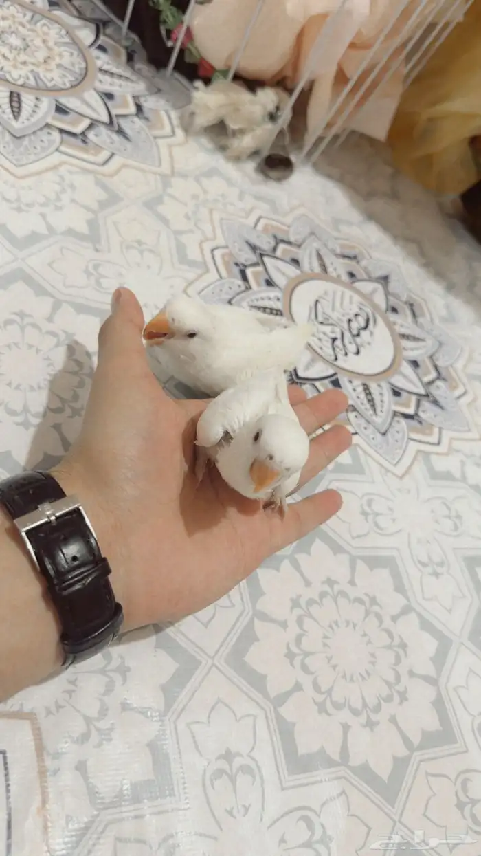 روز البينو الهولندي بسعر ممتاز 0