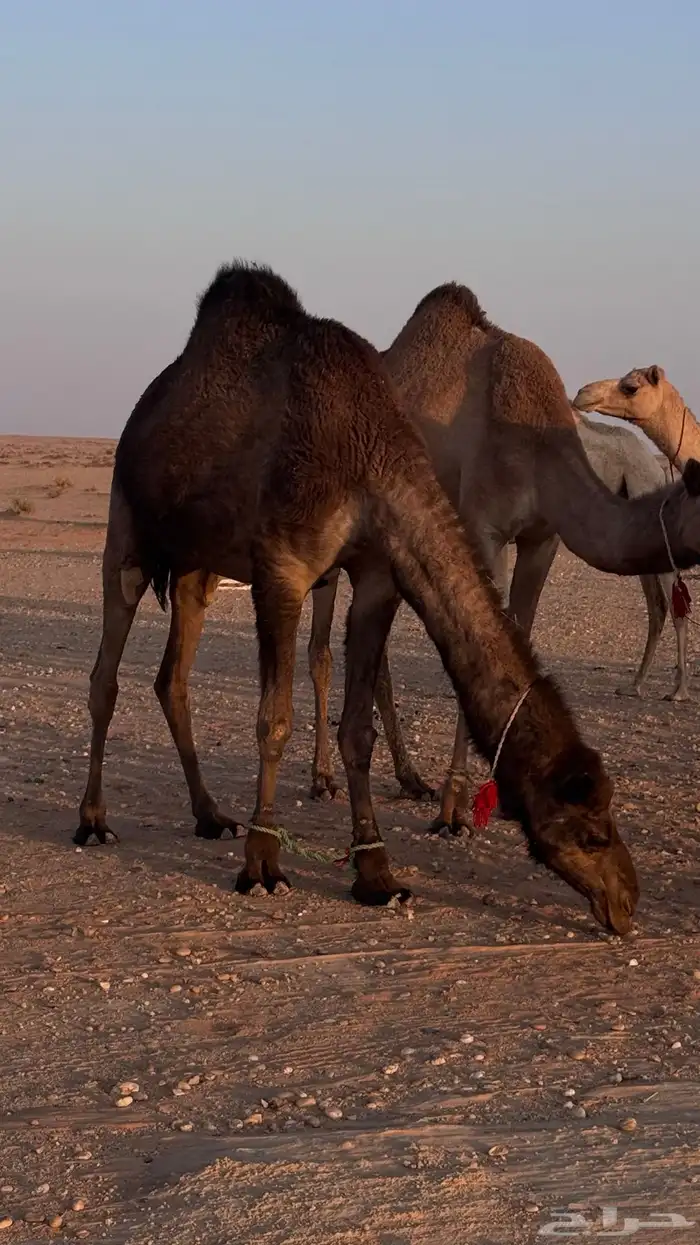 بكره صفرا طيبه هديه فالحلب وطيبه بالحيل 5