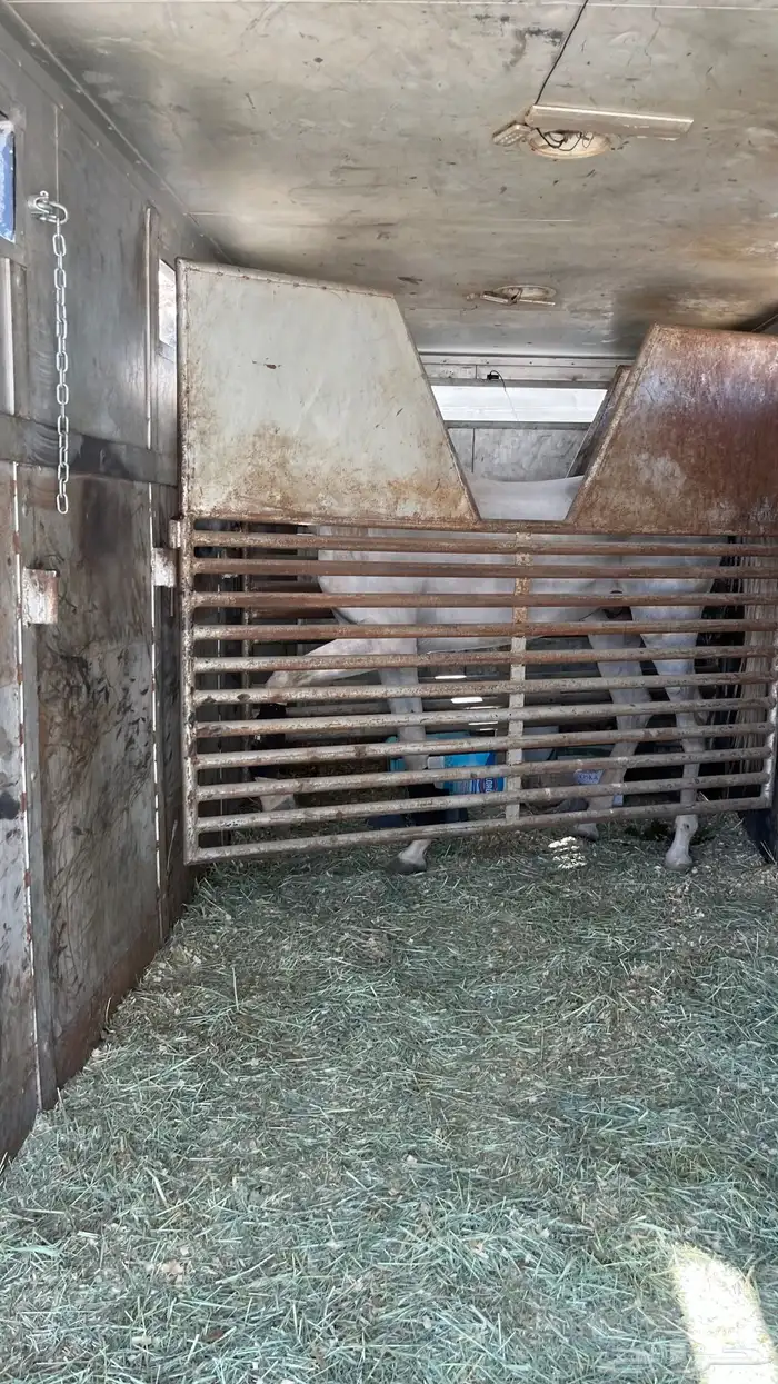 حصان شعبي فاخرر 22