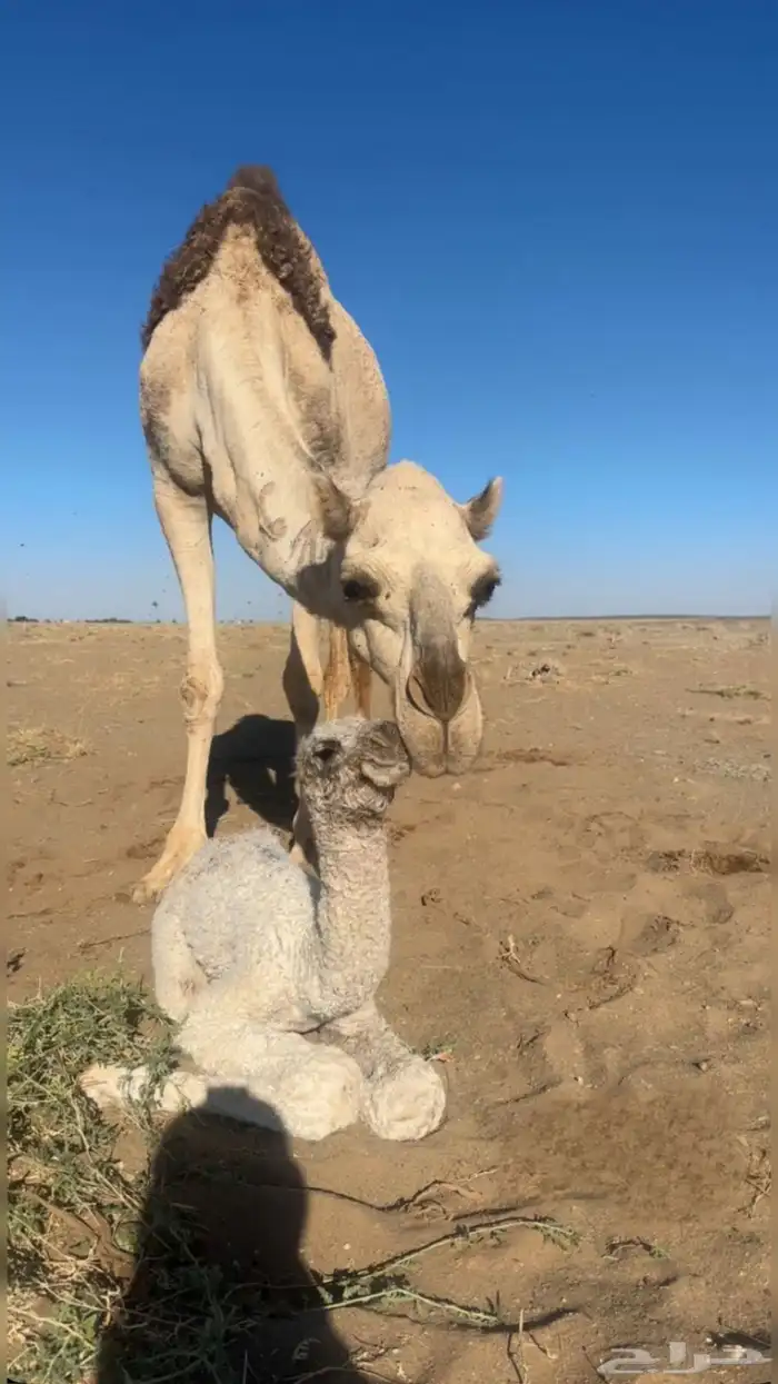 ناقه خلفه عليه قعود رماني 4