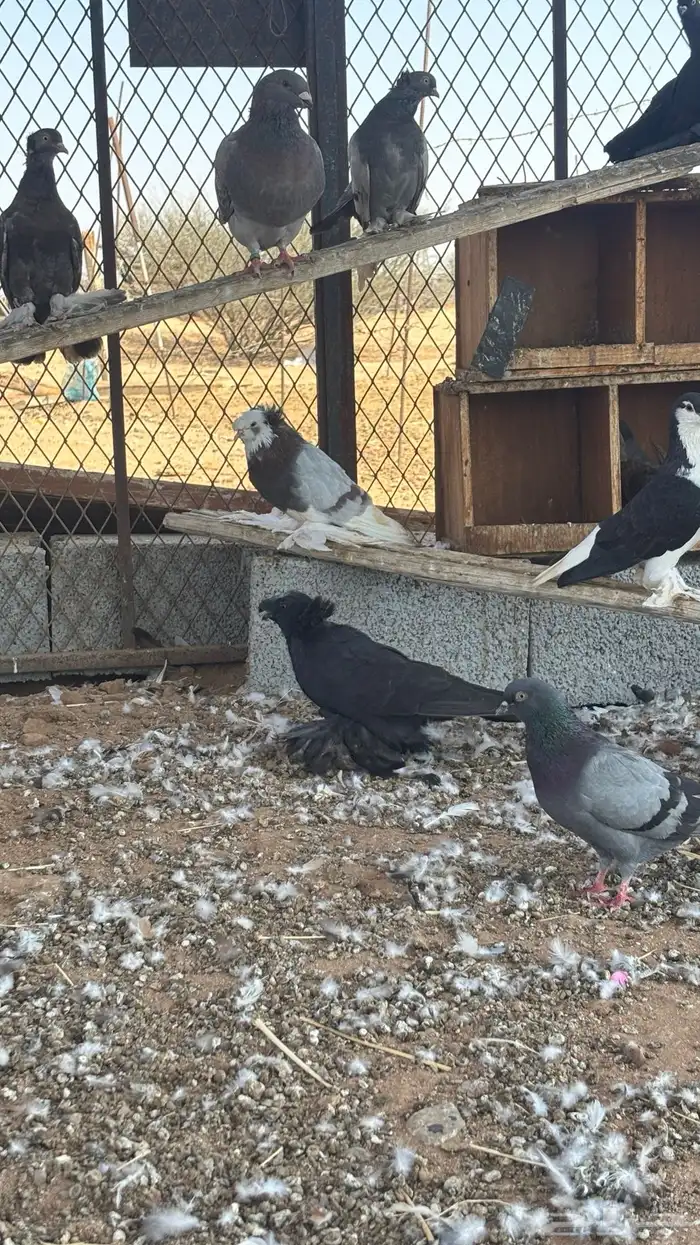 حمام زينه للبيع 3