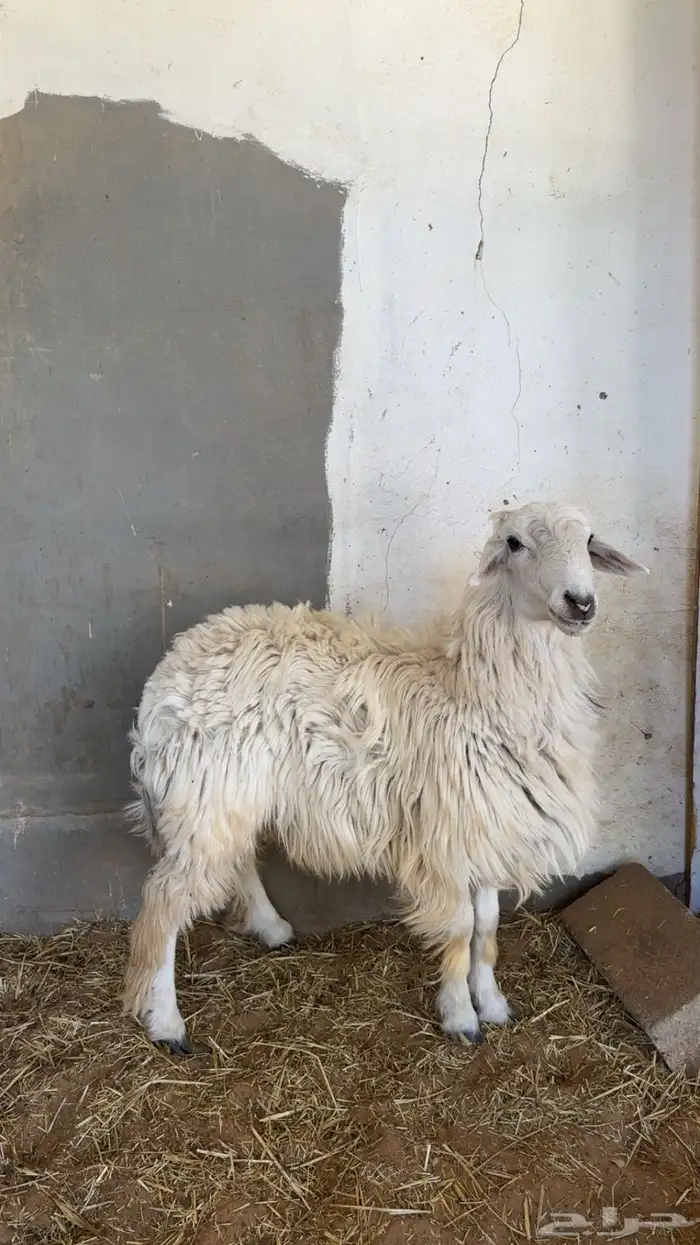 طلي خاروف له شهرين مثني ظهره وسط شرط النظافة 0