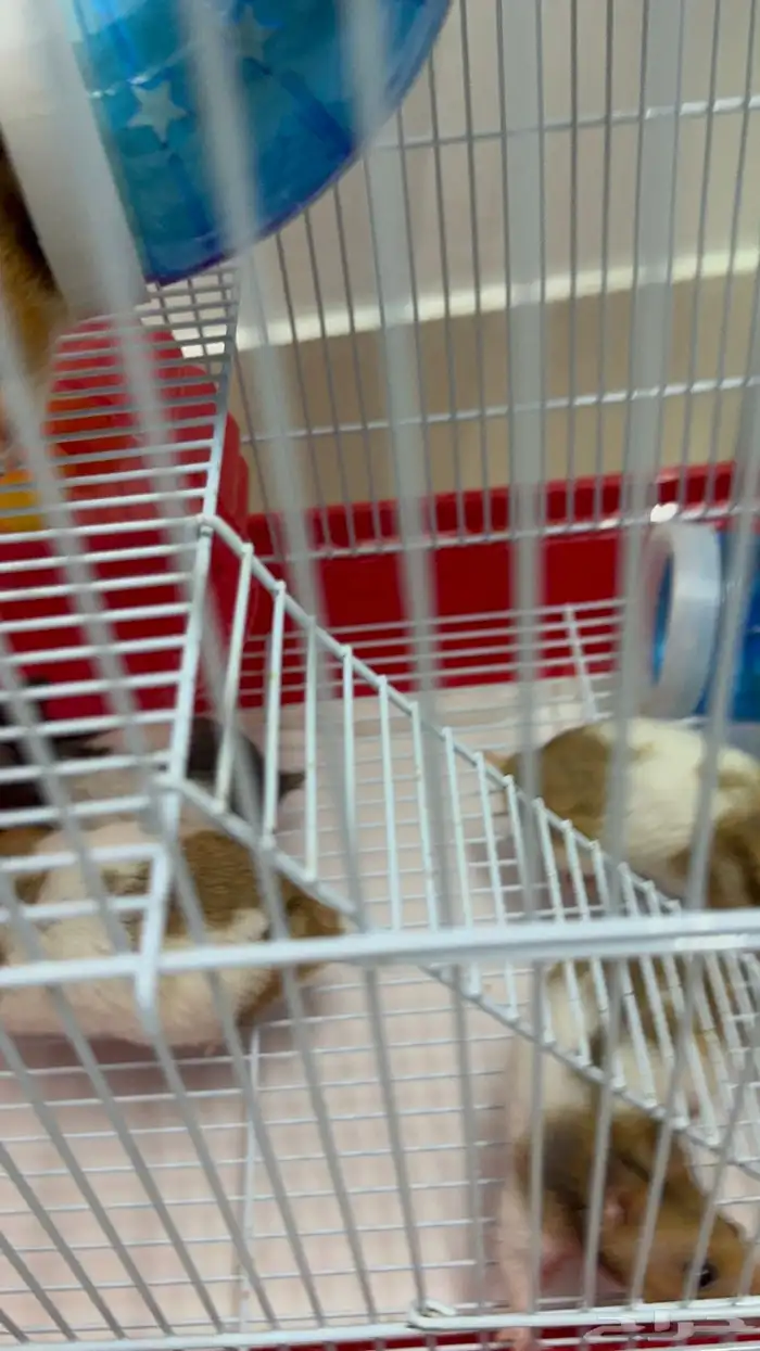 زوج هامستر و اربعة صغار 0