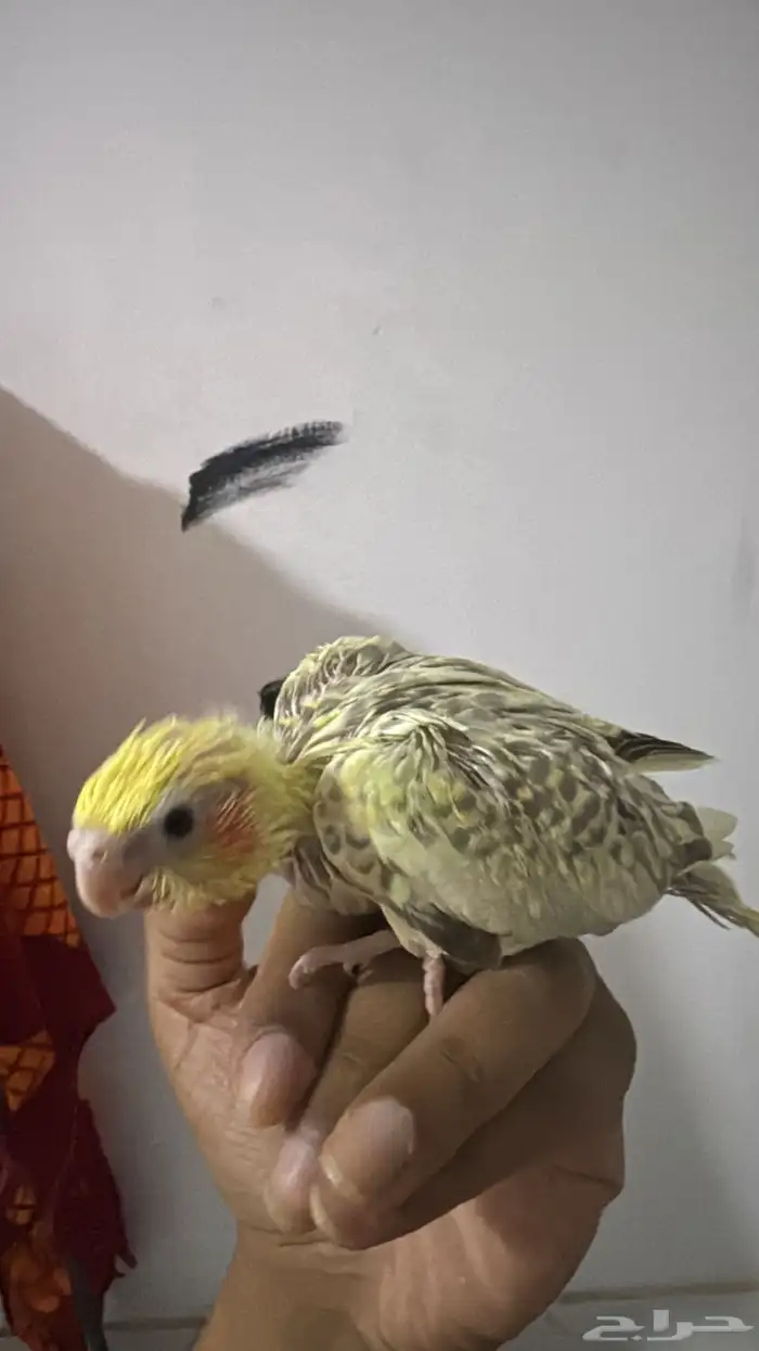 كروان اليف نهاية غر 0