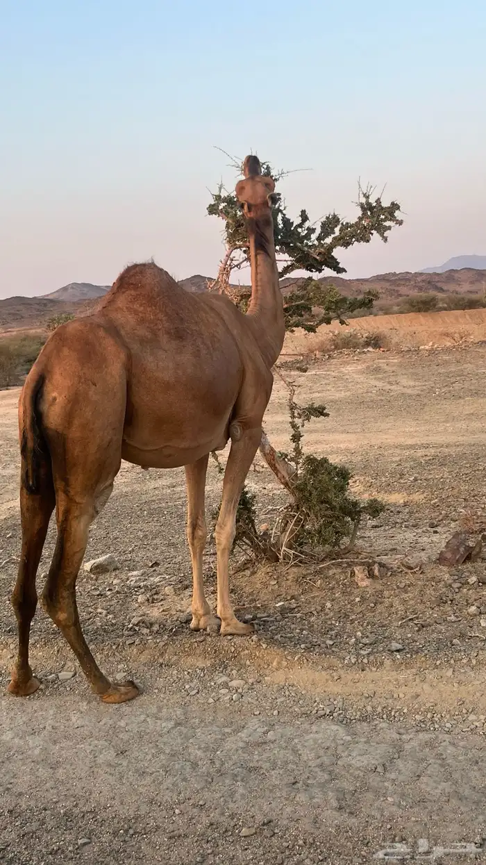 نياق سواحل لقح 1