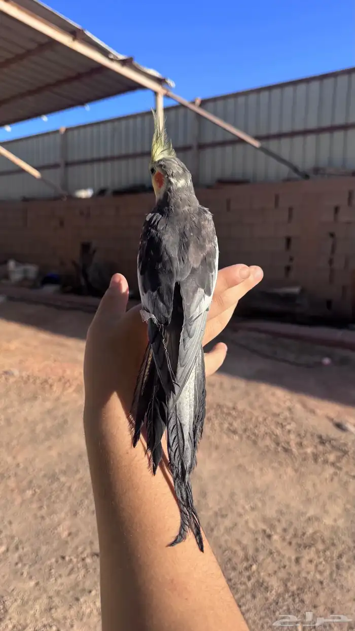 كروان ذكر بدايات كلام 0