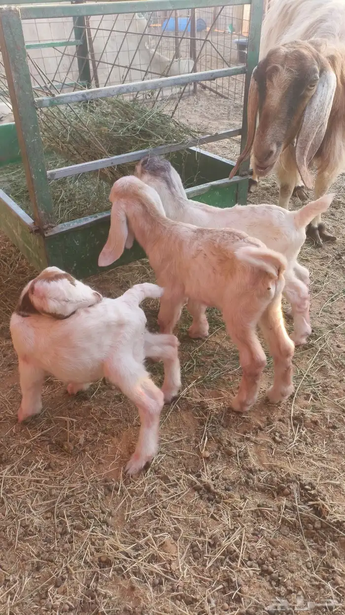 عنز تحتها 3 تيوس 0