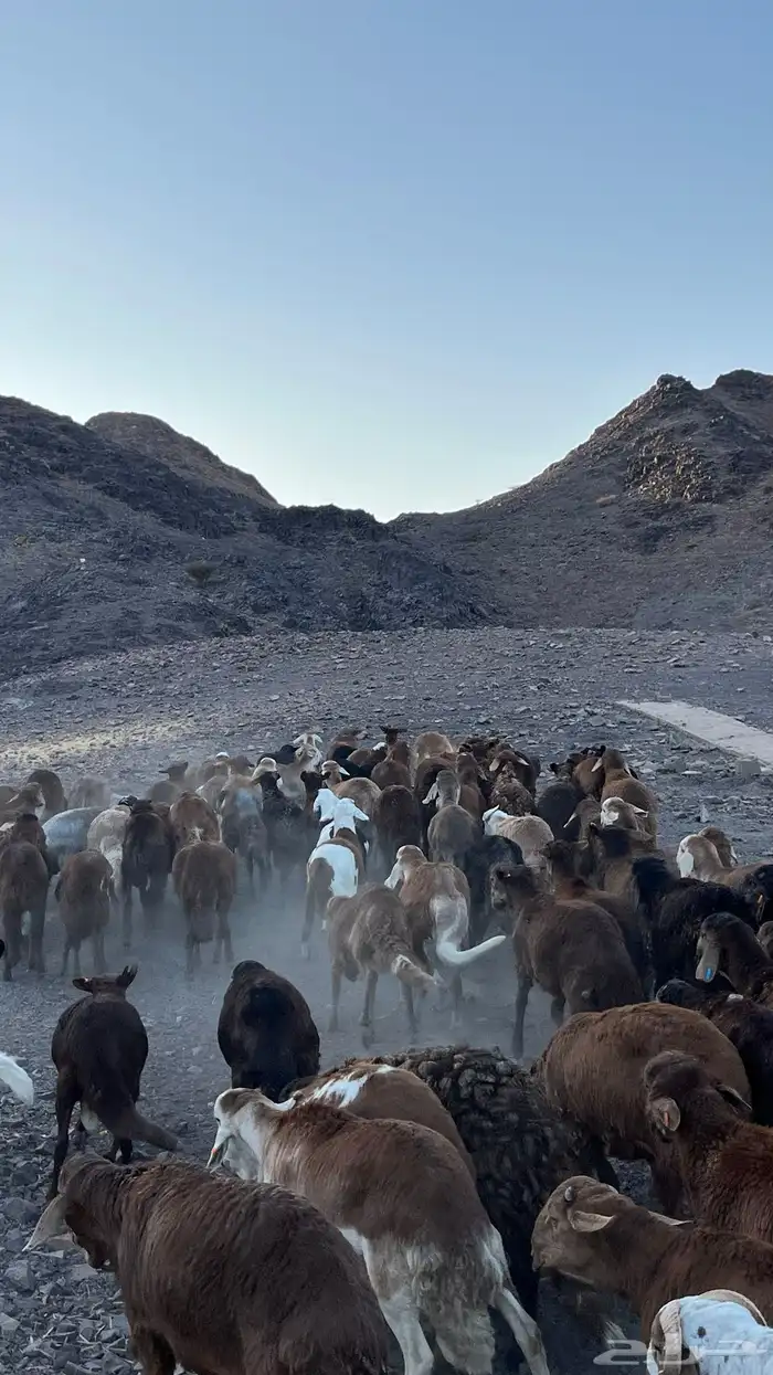 طليان سواكن حمري جادعان مرابى 9