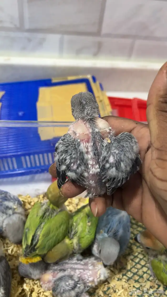 فروخ روز غر 2