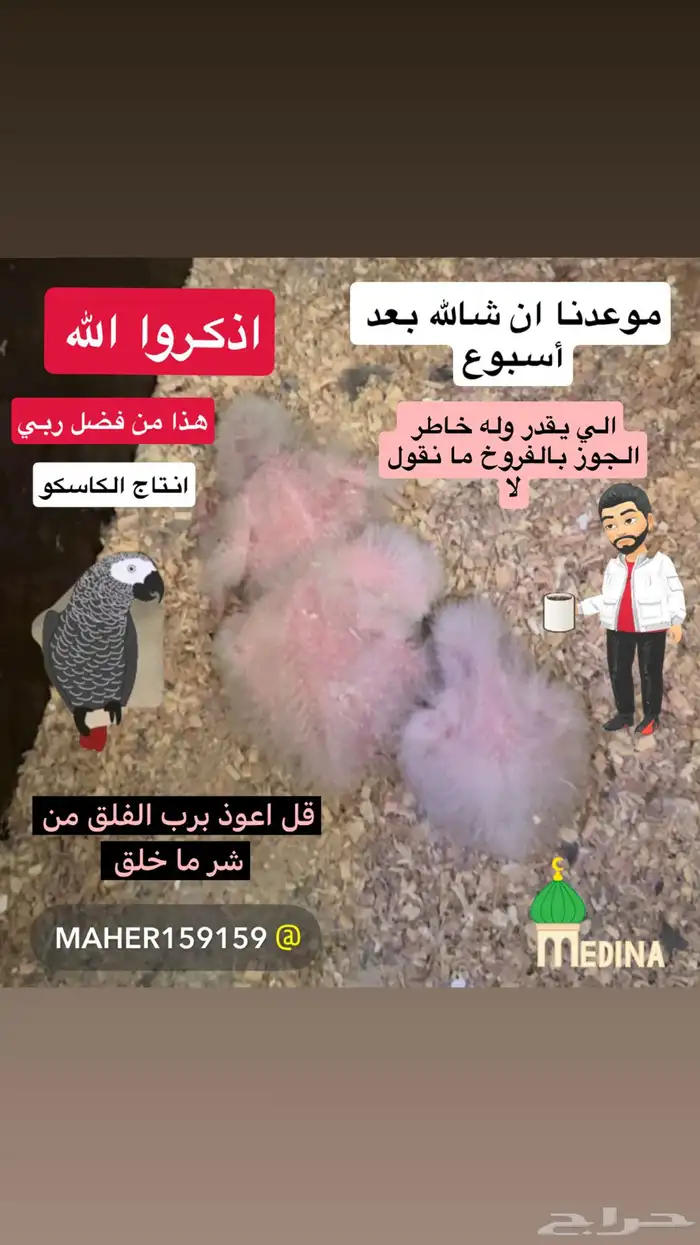فروخ كاسكو. انتاج محلي 5