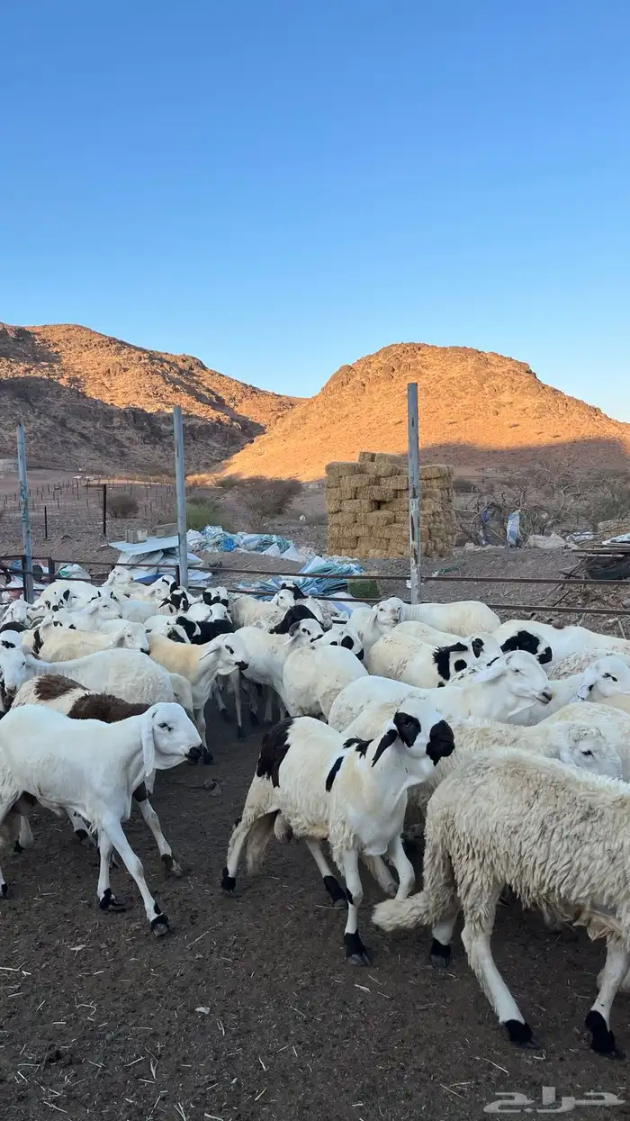 طليان سواكن شبيه الحري مرابى جادعان 15