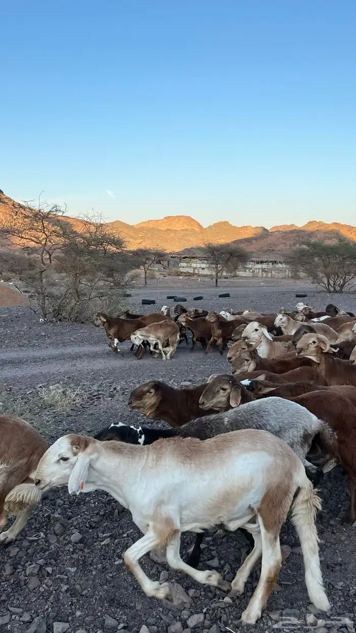 طليان سواكن حمري جادعان مرابى 5