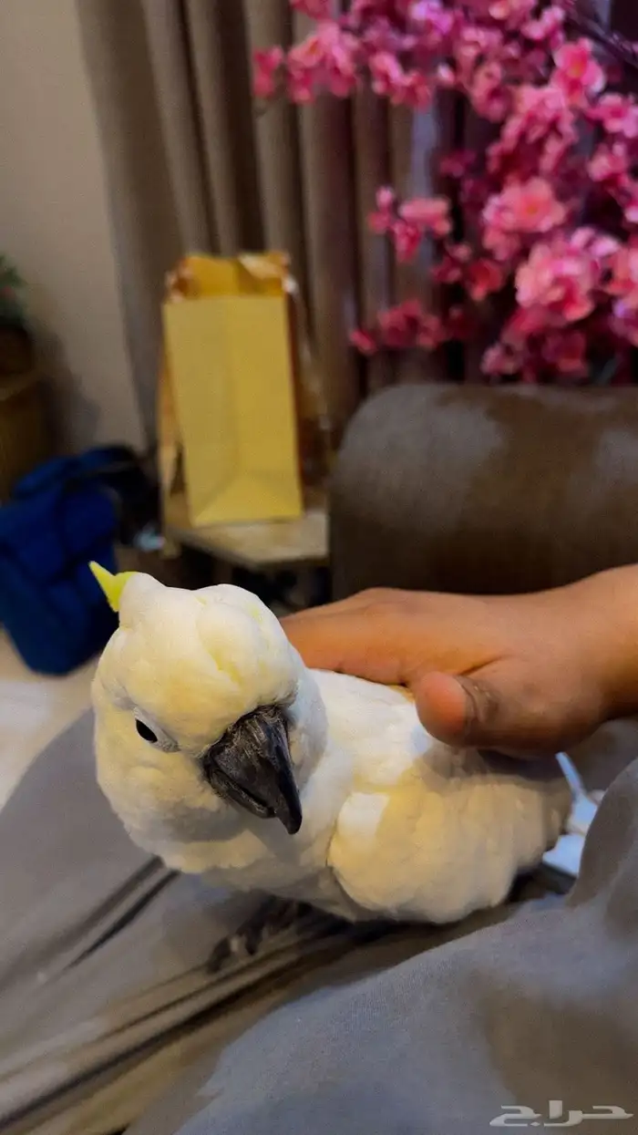 بغبغاء الكوكاتو سلفر 4