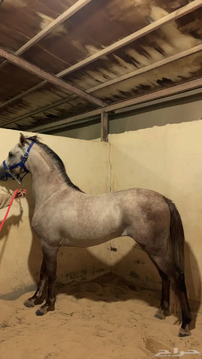 للبيع حصان 0