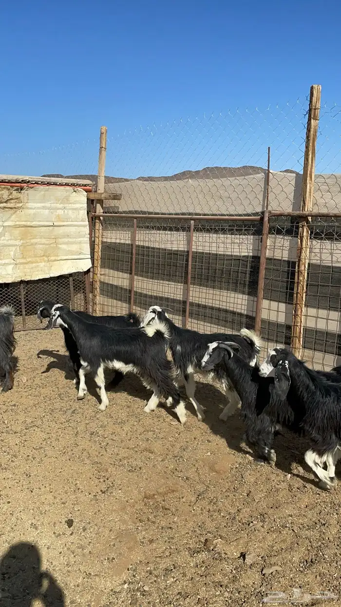 جفار ذبايح او مقنوي طيبه بالحيل( تم البيع ) 10