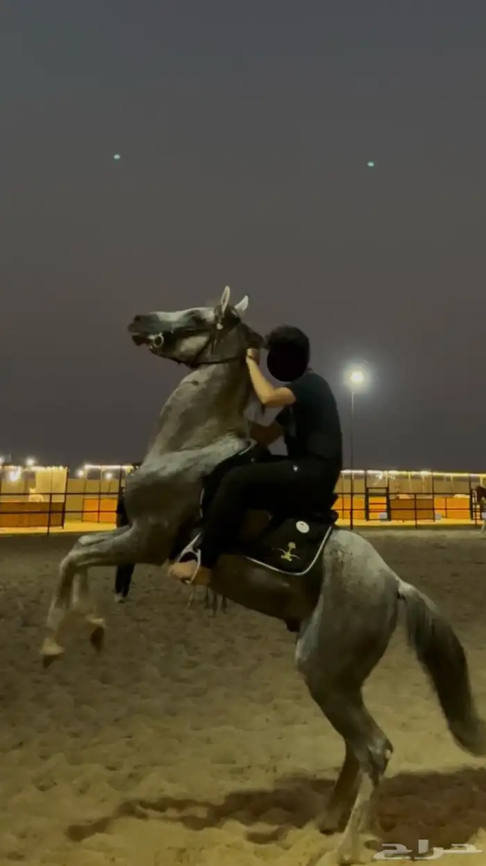 حصان شعبي شيخ 0