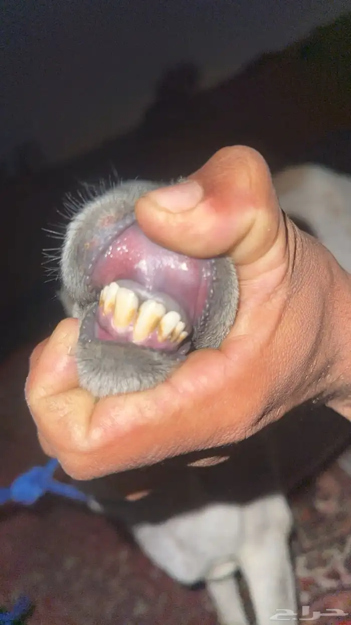 رخل رفيديه 2