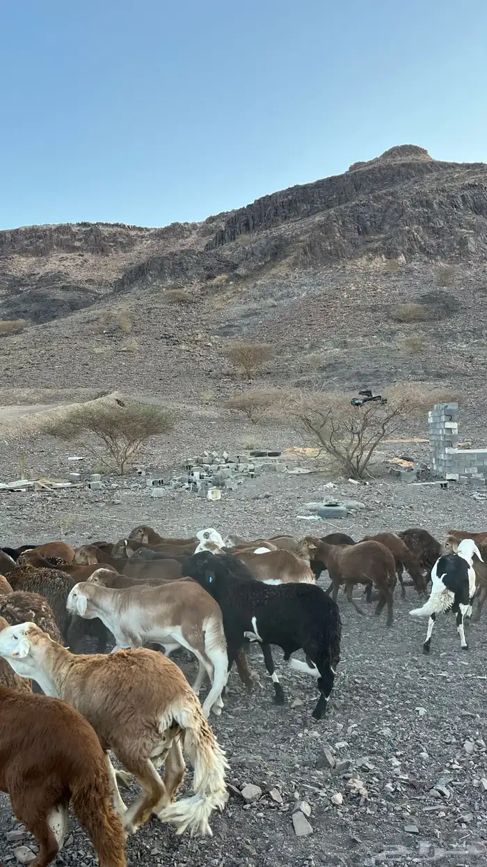 طليان سواكن حمري جادعان مرابى 0