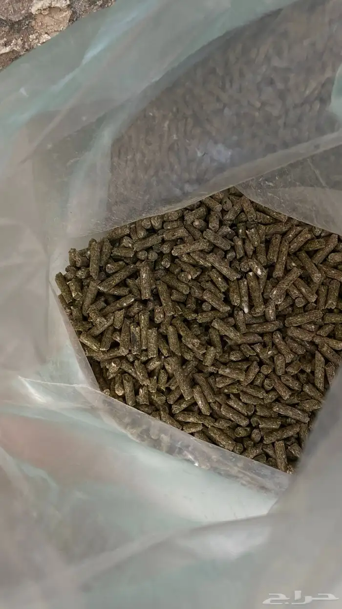 أرانب فرنسي للبيع 4