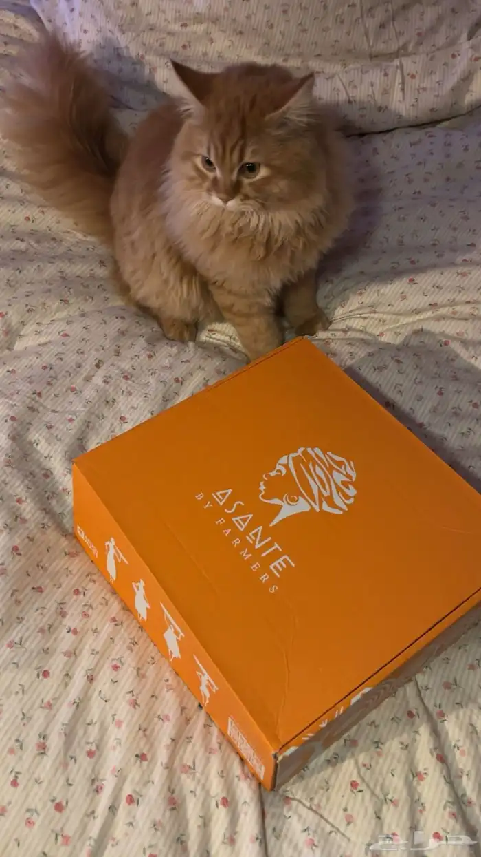 قط ذكر للتبني شهر واحد 1