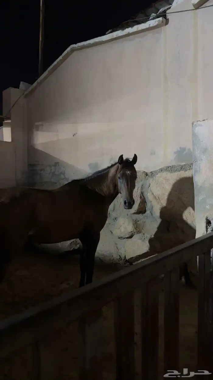 حصان شعبي شيخ 2