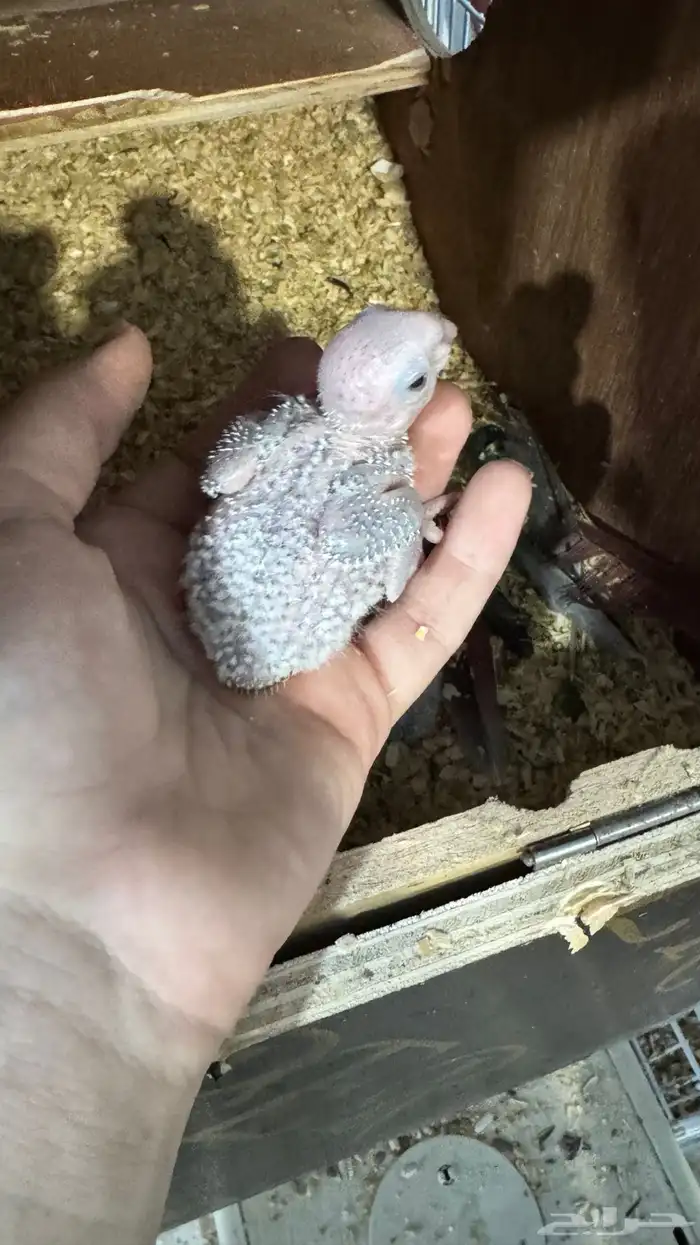 فروخ كنيور يلو سايد 1