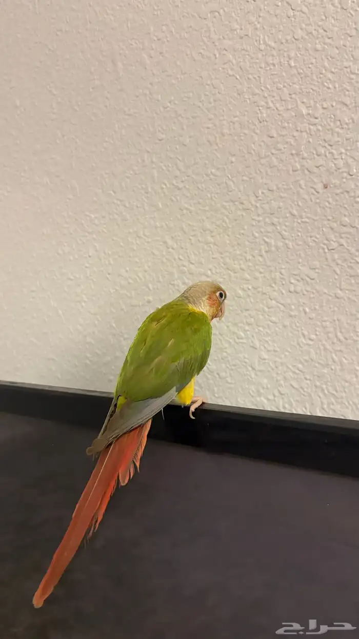 كنيور أليف ومتكلم 4