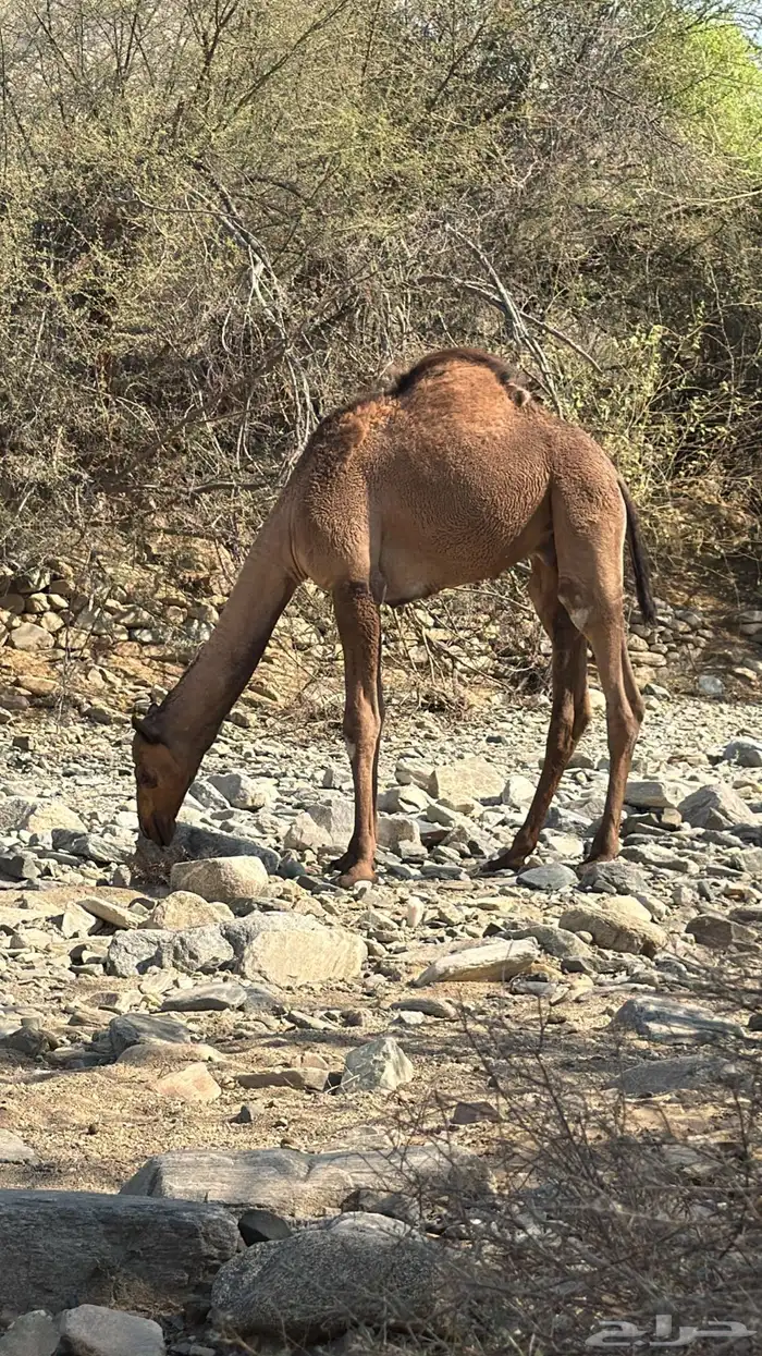 قعدان للبيع 0