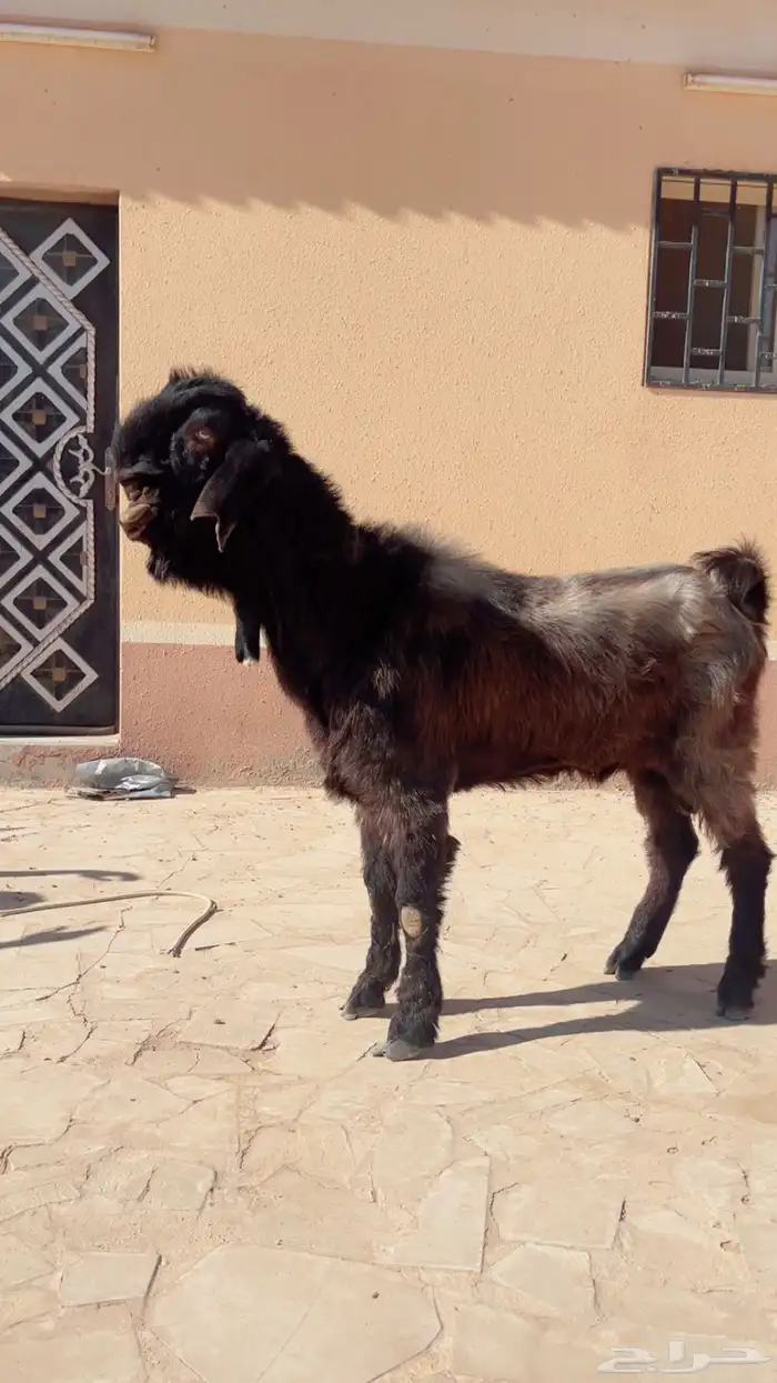 تيس فحل شامي 0