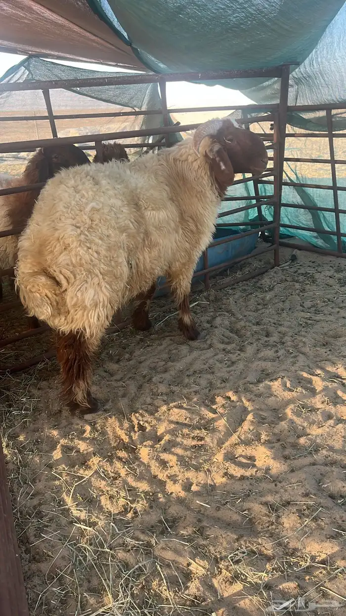 خروف نعيمي 2